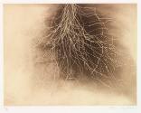 Untitled (Root in Rectangle) 4/30