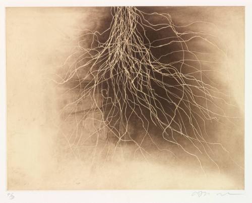 Untitled (Root in Rectangle) 4/30