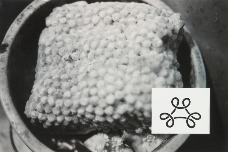 Show & Tell: Untitled (corn in a pot)