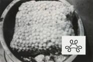 Show & Tell: Untitled (corn in a pot)