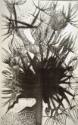 Dandelion 4
