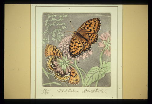 Fritillaries 10/50