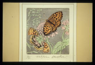 Fritillaries 10/50