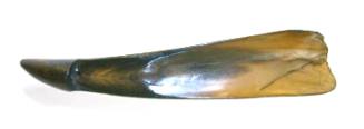 Shoe-Horn
