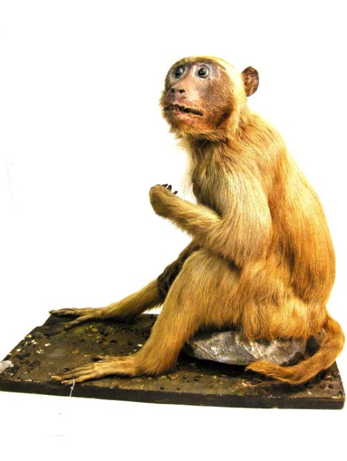 Monkey