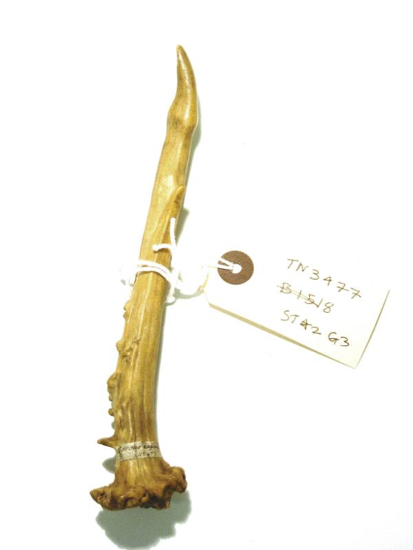 Antler