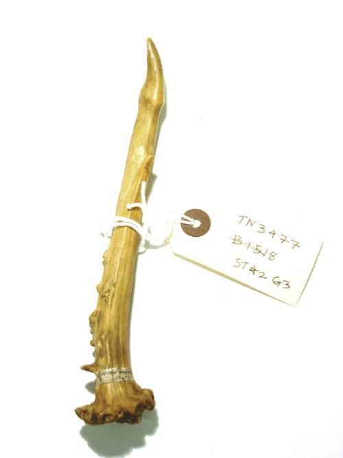 Antler