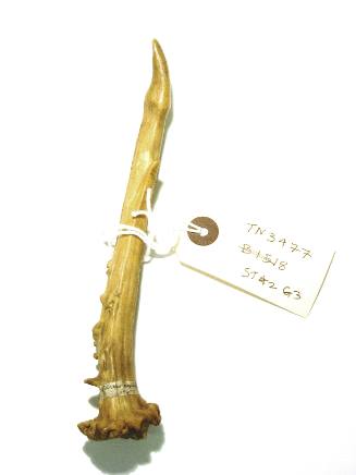 Antler