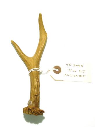 Antler