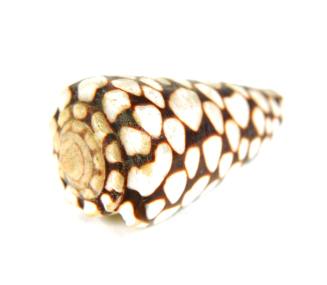 Shell