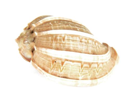 Shell