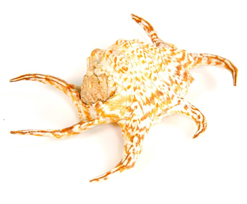 Shell