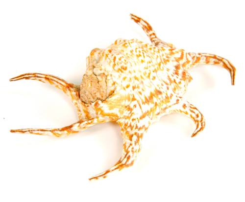Shell