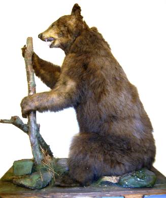 Bear