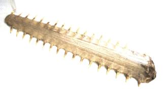 Skeletal