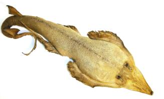 Fish