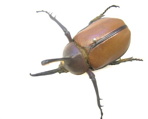 Insect