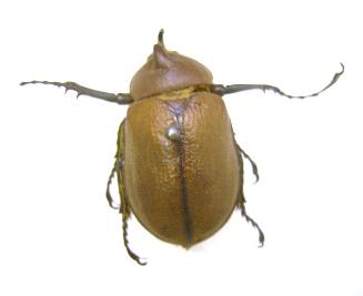 Insect
