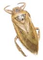 Insect
