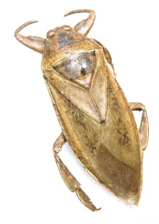 Insect