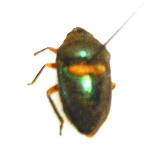 Insect