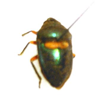 Insect