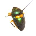 Insect