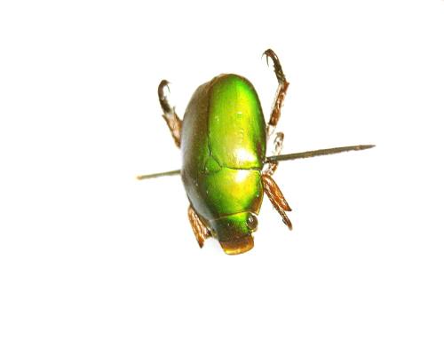 Insect