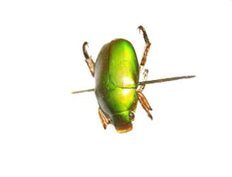 Insect