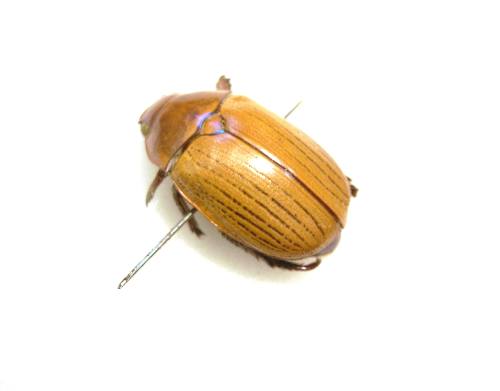 Insect