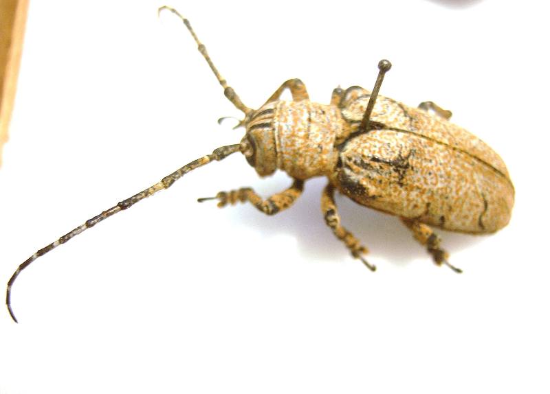 Insect