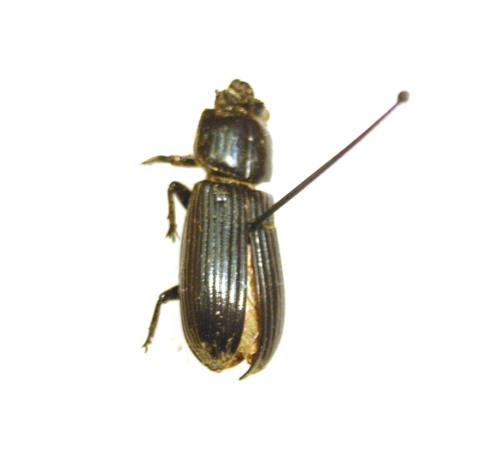 Insect