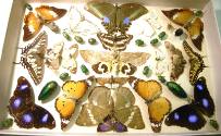 Insects