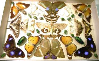 Insects