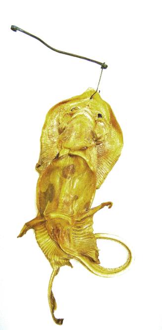 Manipulated animal specimen