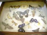 Insect