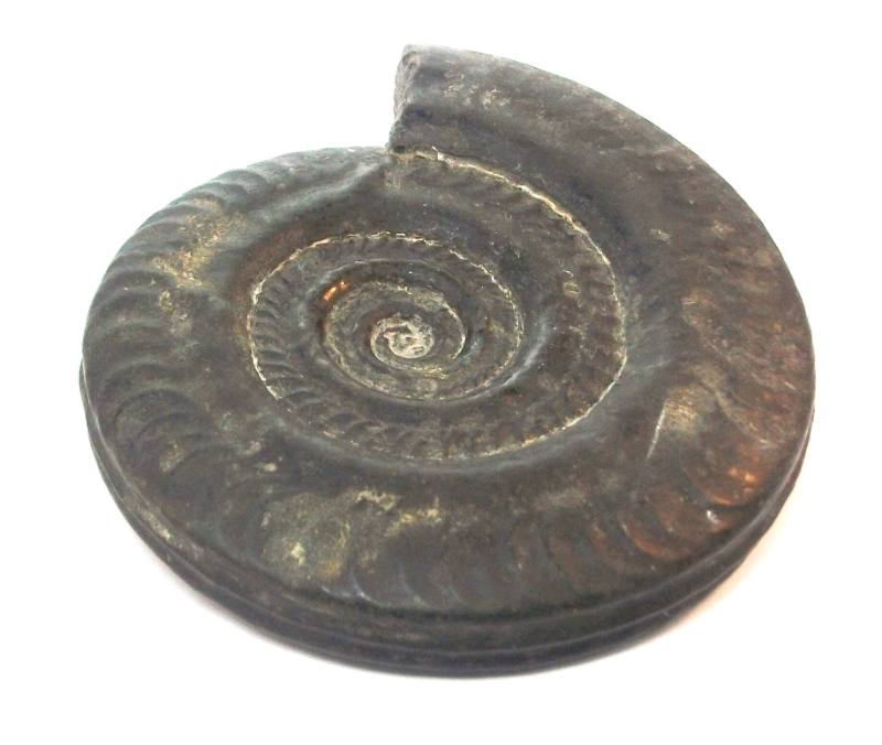 Fossil