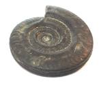 Fossil