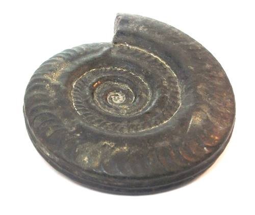 Fossil