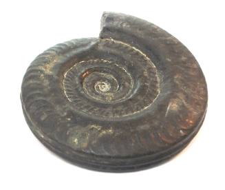 Fossil