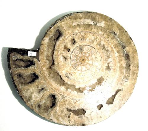 Fossil