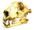 Skull