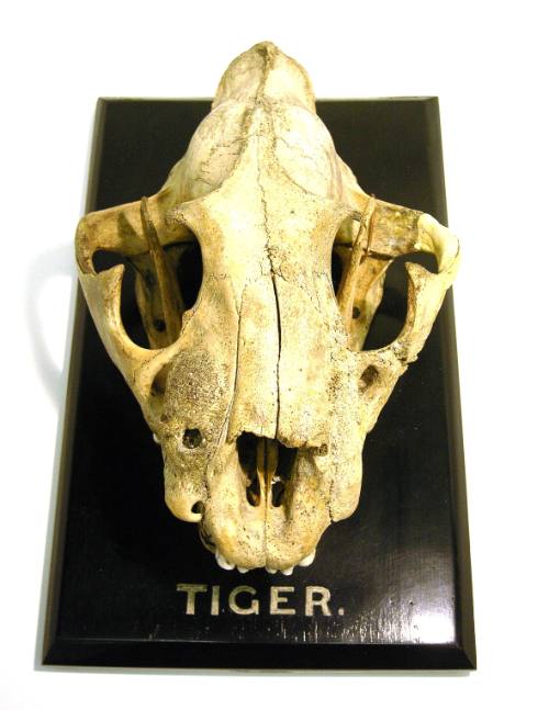 Skull