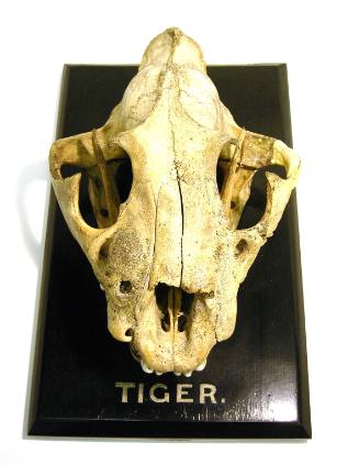 Skull