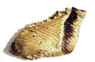 Tooth