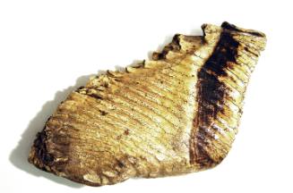Tooth