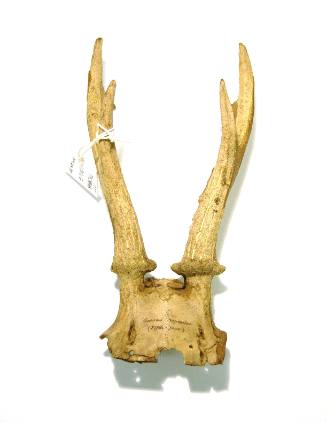 Antler