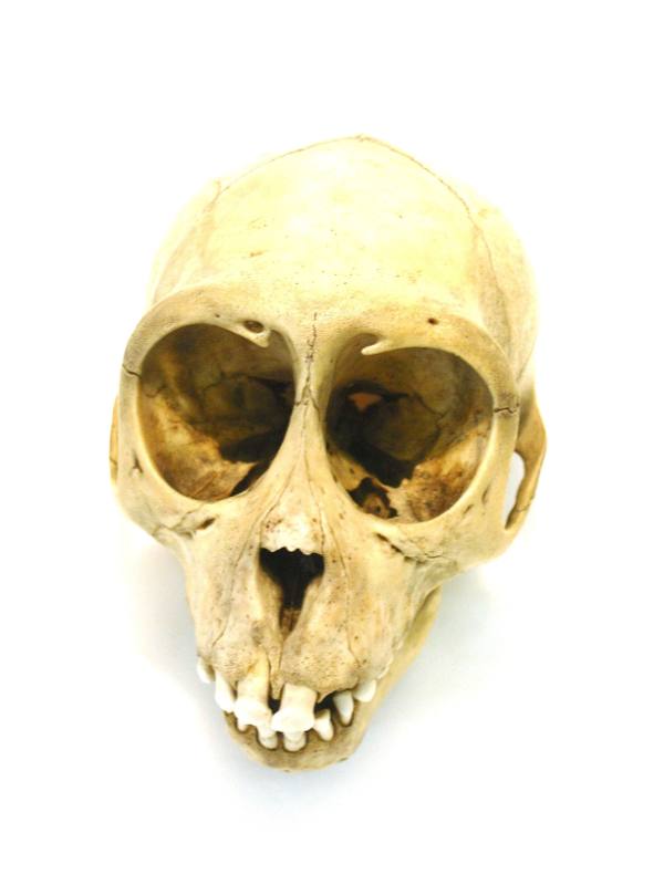 Skull