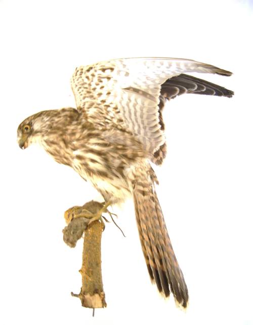 Bird