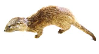 Otter